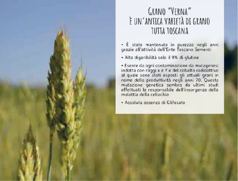 Grano Verna di Pasta Valentini