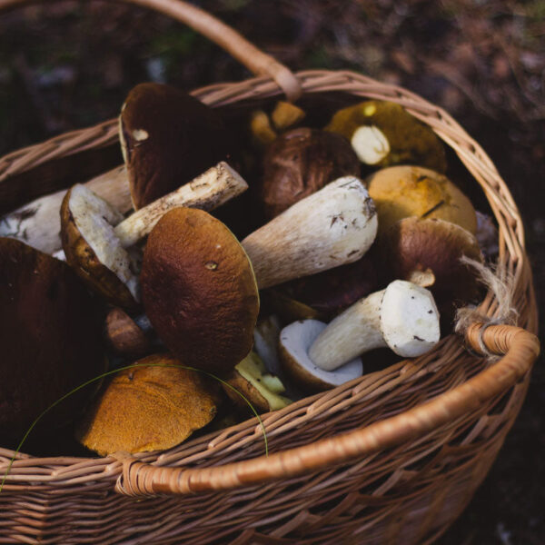 Prelibatezze dal bosco